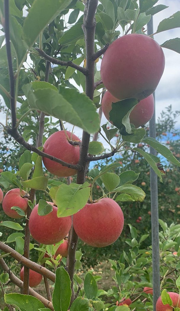 Gala Apples - Baker's Pack - Half Bushel – A FARM+HOUSE MARKET